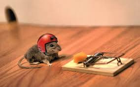 determined mouse